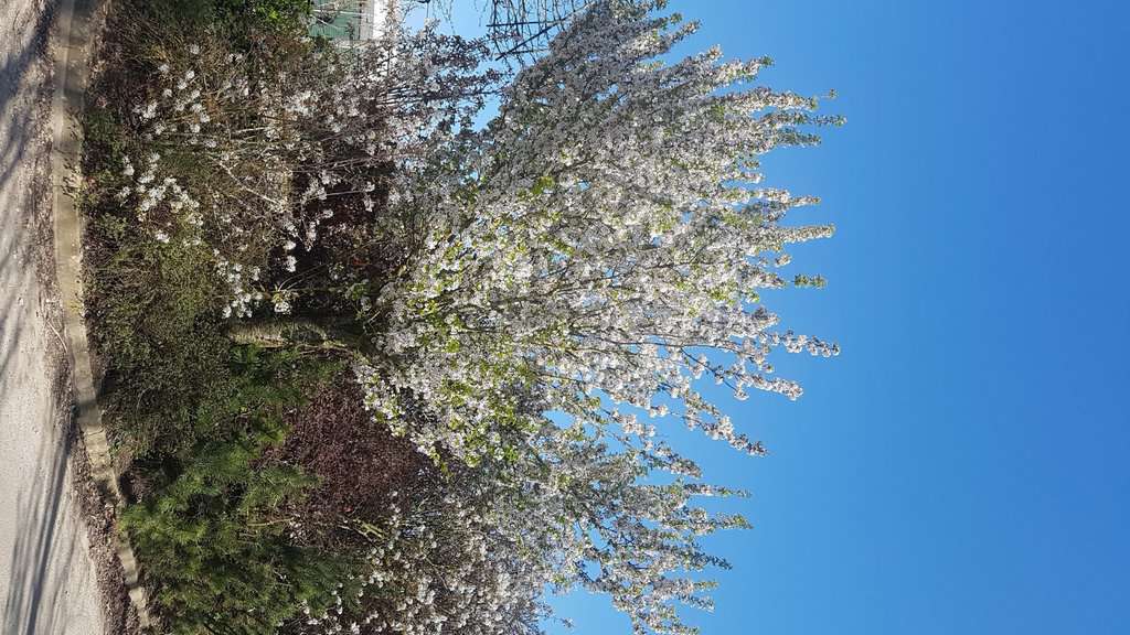 Prunus 'Snow Goose' 14-16 EHS